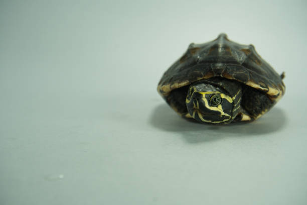 uma tartaruga pintada isolada no fundo - young animal sea life amphibians animals and pets - fotografias e filmes do acervo