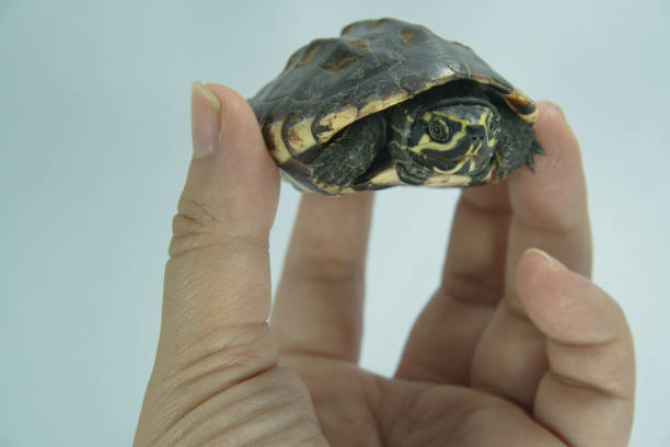 malowany żółw jest na ludzkiej ręce wyizolowany na tle - young animal sea life amphibians animals and pets zdjęcia i obrazy z banku zdjęć