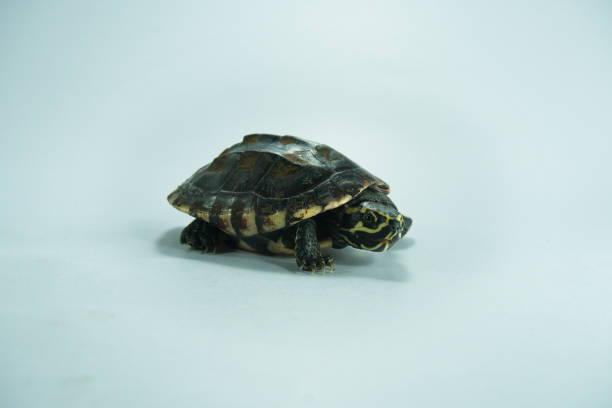 uma tartaruga pintada isolada no fundo - young animal sea life amphibians animals and pets - fotografias e filmes do acervo