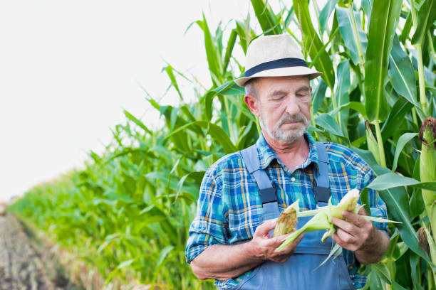 istock Senior farmer examining corn crop in field 1192421175