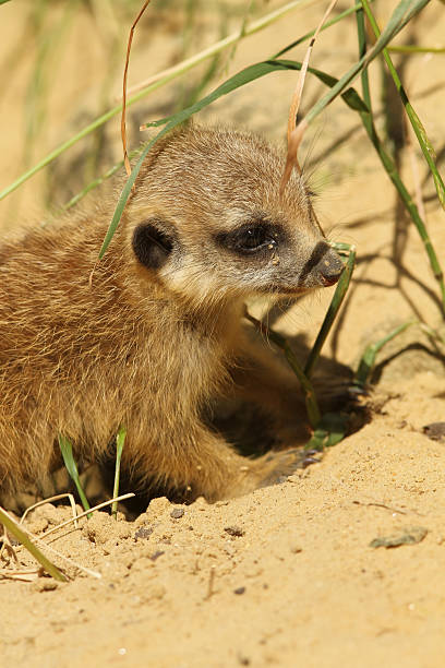 istock Baby meerkat (suricata suricatta) 119242129
