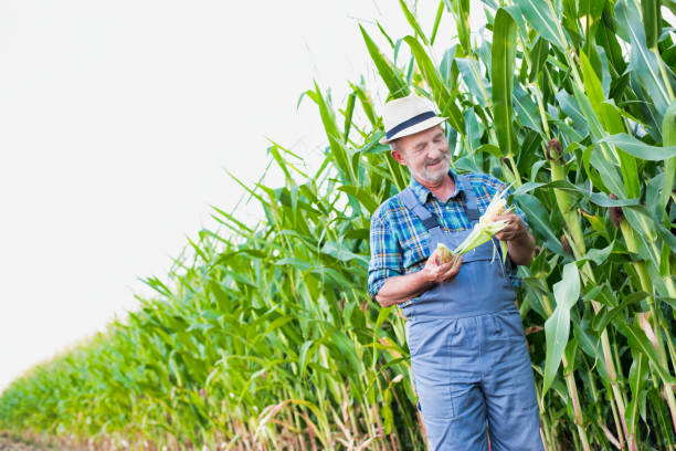 istock Senior farmer checking corn crop in field 1192423338