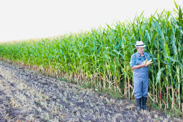 istock Senior farmer checking corn crop in field 1192423362