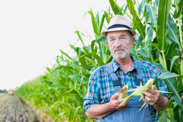 istock Senior farmer checking corn crop in field 1192423430