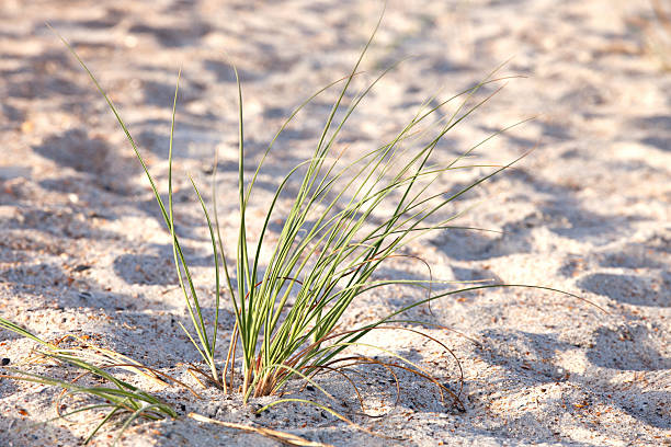 grüne seegras auf sand dune - sand sea oat grass beach sand dune stock-fotos und bilder