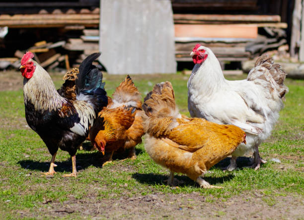 istock 2 beautiful roosters proudly walk one way among other bright hens 1192425365