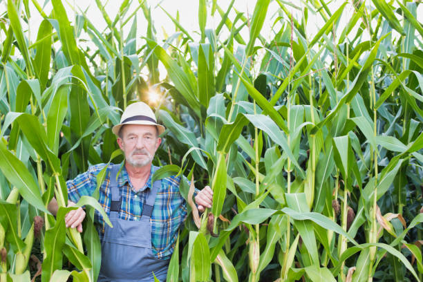 istock Senior farmer standing and examining corn in field 1192426590