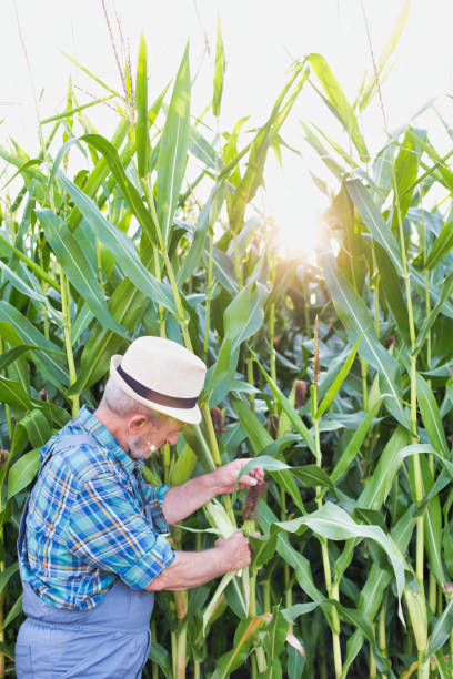 istock Senior farmer standing and examining corn in field 1192426664