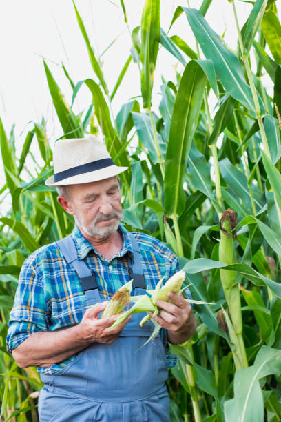 istock Senior farmer standing and examining corn in field 1192426672