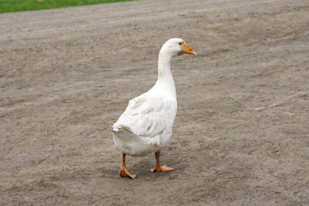 istock A beautiful white goose is walking along a village road 1192427806