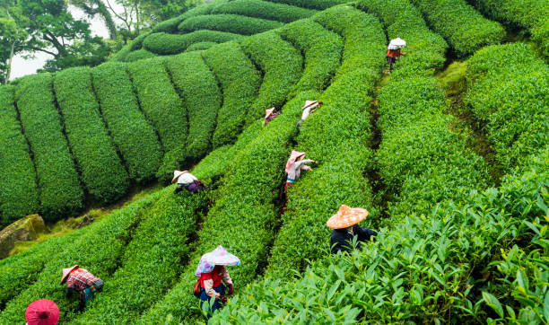 femme ramassant des feuilles de thé dans une plantation de thé à taïwan. - tea crop plantation tea leaves farmer photos et images de collection