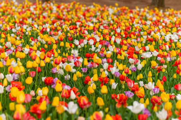 Various beautiful tulips are blooming in the garden stock photo