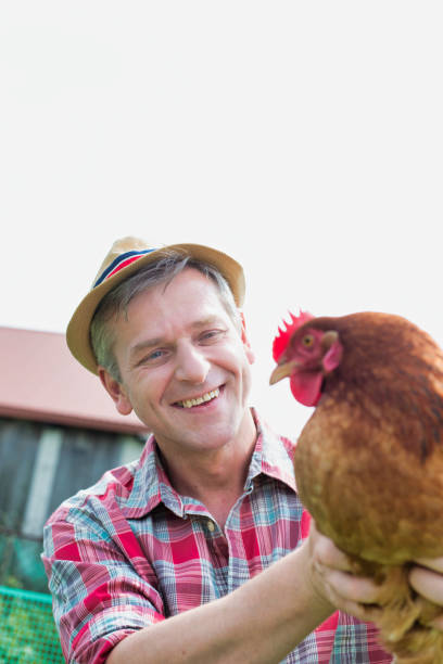 istock Mature farmer holding hen in farm 1192428785