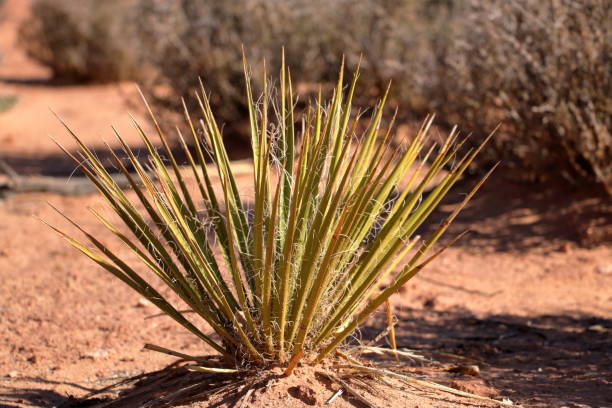 istock Desert Yucca at Arches National Park 1192429855