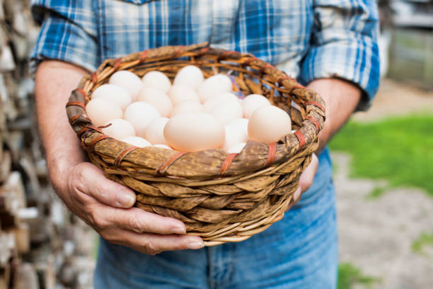 istock Senior farmer holding organic eggs in basket 1192430163