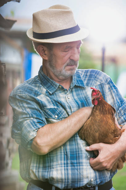 istock Senior farmer holding hen in farm 1192430268