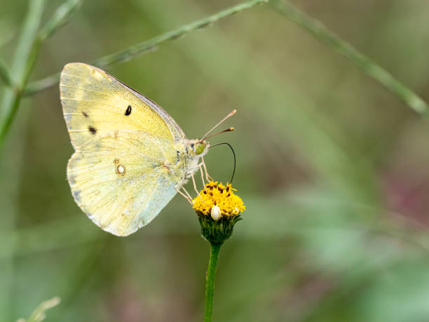 istock eastern pale clouded yellow butterfly small flower 3 1192430865