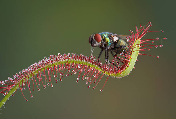 Fly being eaten by sundew plant A blow fly is trapped on a carnivorous sundew plant and is being eaten alive. I removed him and washed him off and he flew away. carnivorous photos stock pictures, royalty-free photos & images