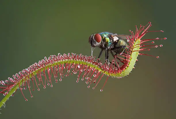 Photo of Fly being eaten by sundew plant