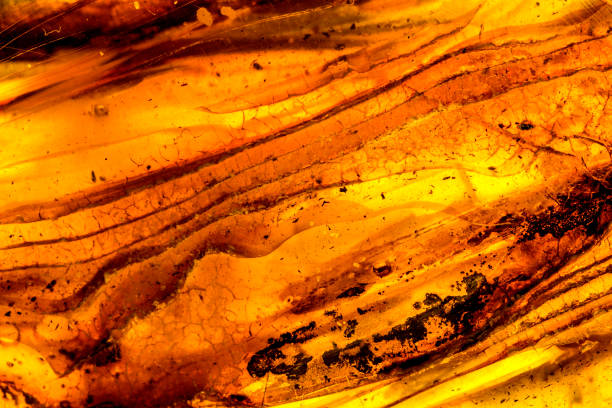 Amber in sun with inclusions