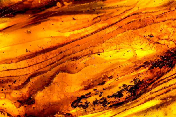 Photo of Amber in sun with inclusions