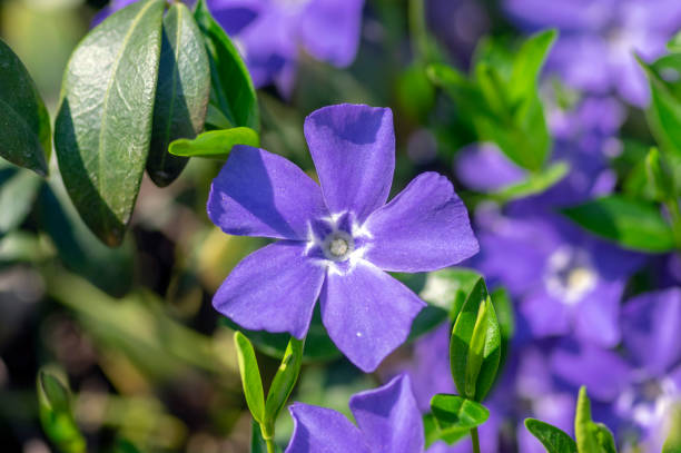 ビンカマイナー小さなペリウィンクル観賞の花が咲き、一般的なペリウィンクル開花植物、忍び寄る花 - catharanthus ストックフォトと画像