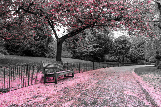 istock wooden bench stands under the cherry tree with pink blooms 1192435771