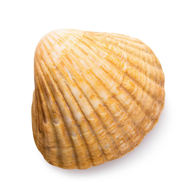 istock Small bivalve seashell isolated on white background, top view 1192436229