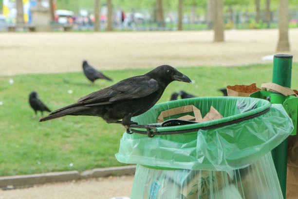 istock a flock of crows eating garbage from a trash bin 1192438723