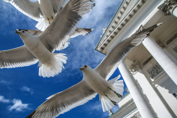 The seagulls flying on a clear sky above the roofs and heads of people in Helsinki. They are curious and impudent . But also beautiful. Part of the famous white cathedral can be seen.