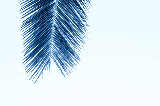 istock Closeup of a palm branch 1192439847