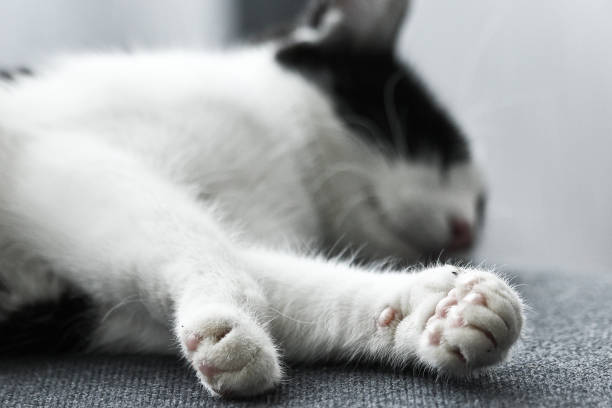 istock A cute cat is sleeping deep. Looking very satisfied. 1192441381