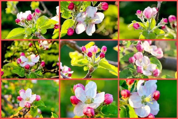 istock collage of an apple blossoms in an orchard 1192443992