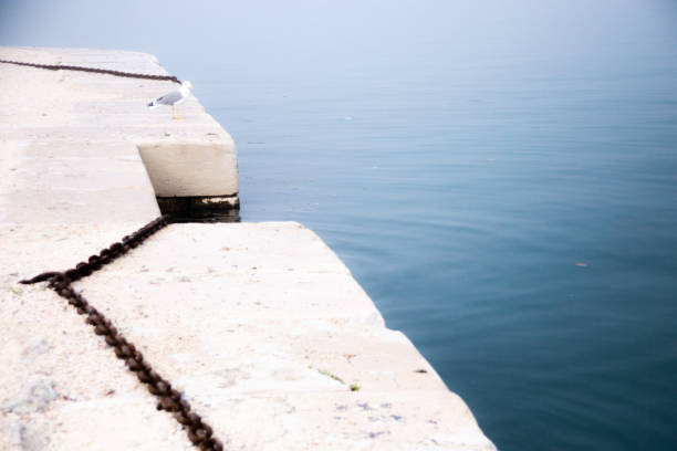 istock Seagull on shore in Venice 1192445483