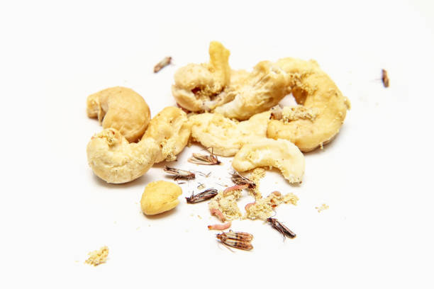 cashewnüsse mit raupen befallen - made man object stock-fotos und bilder