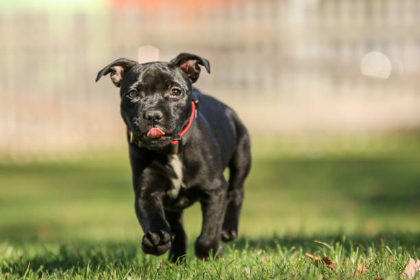 アメリカのスタッフォードシャー・テリアのかわいい子犬の肖像写真。 - american staffordshire terrier bull terrier terrier purebred dog ストックフォトと画像