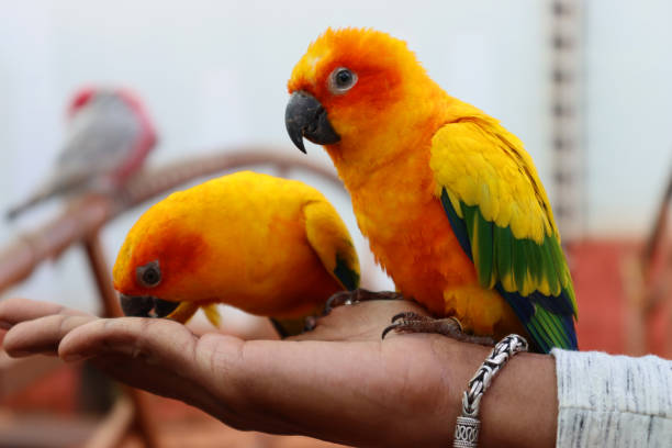 istock Beautiful parrot eating grains on a human hand 1192446885