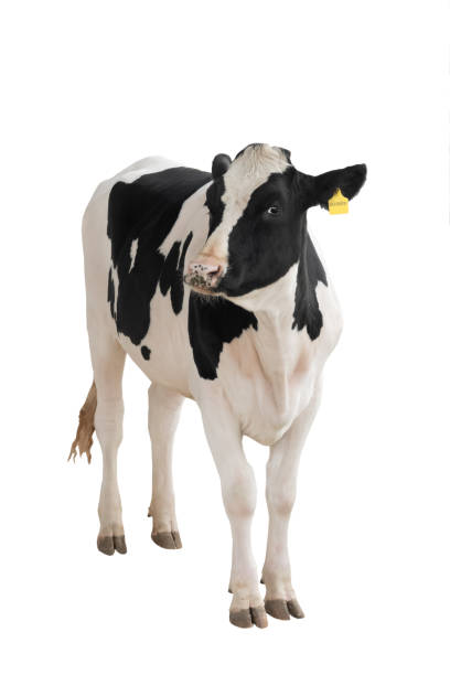 istock black - white cow isolated on a white 1192446934