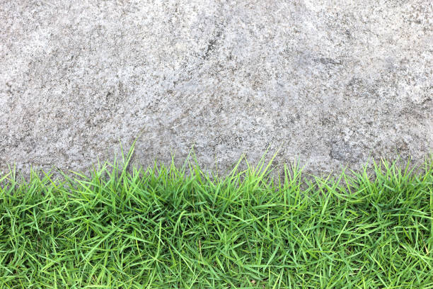 istock green grass and cement floor texture background 1192447989