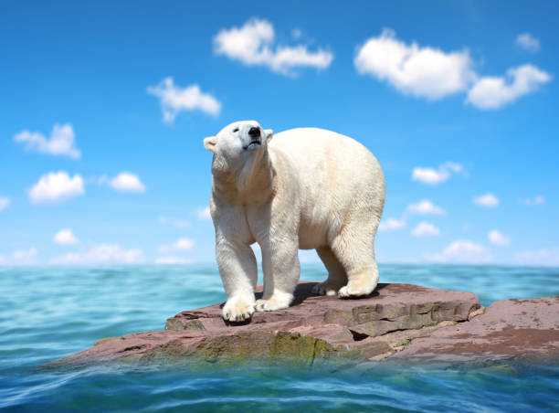 istock Polar bear stand on the rock. Change climate concept. 1192448088
