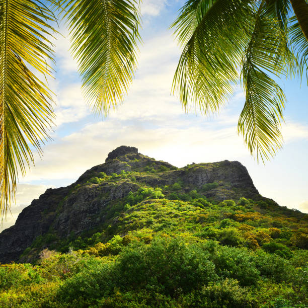 Le Morne Brabant mountain and leaves of coconut palm tree at sunrise. Mauritius island. Tropical landscape.