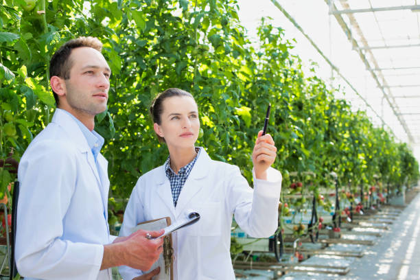 istock Crop scientist wearing lab coat while examining tomatoes growing in greenhouse 1192448370