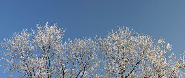 canopies of deciduous trees covered with rime ice on sunny winter morning