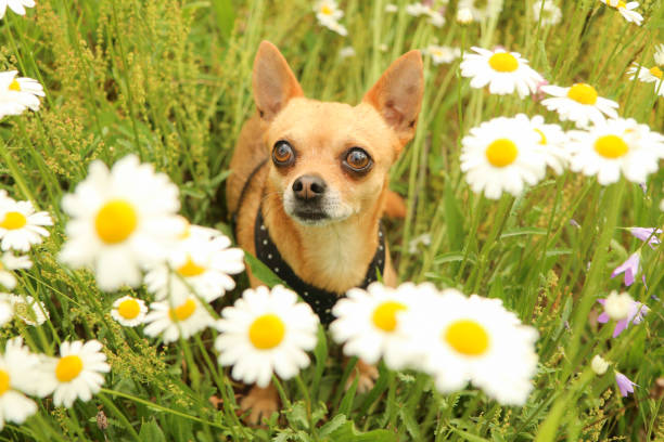 istock the chihuahua dog during the walk 1192450663