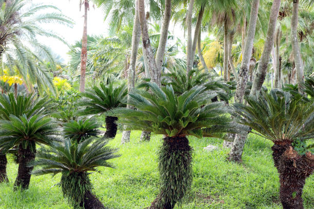 istock Tropical garden with palm trees nature background 1192451830