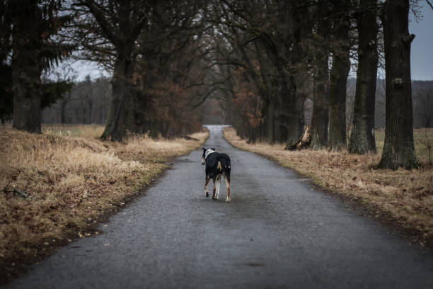 雨の午後、孤独な犬が路地を通って道路を歩いている。 - footpath wood horizon nature ストックフォトと画像