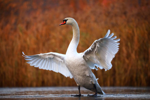 cigno sul ghiaccio - cigno foto e immagini stock