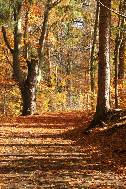 istock The nice view from the autumn nature 1192453222