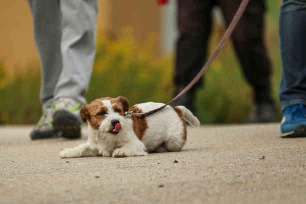 istock Jack Russell Terrier on a lead 1192453420