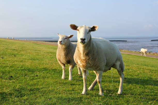 istock A sheep is looking at you and weeing . 1192454147